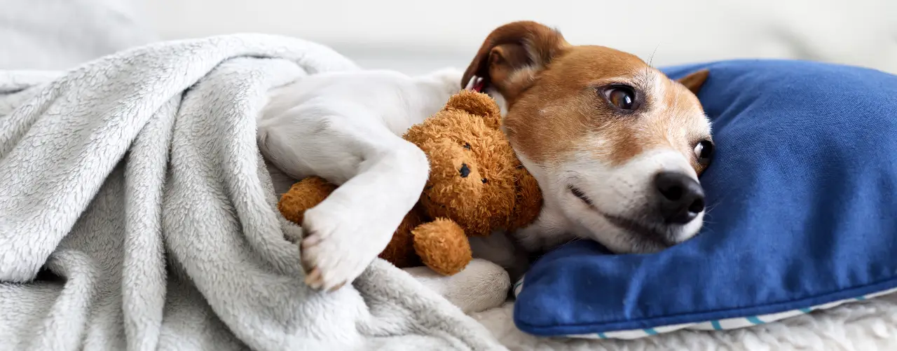 Hva kan jeg gjøre for å bedre søvnen?